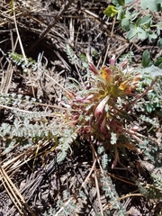 Pedicularis semibarbata