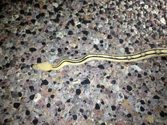 Bogertophis subocularis