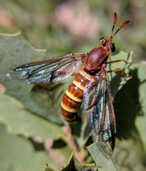 Opomydas limbatus