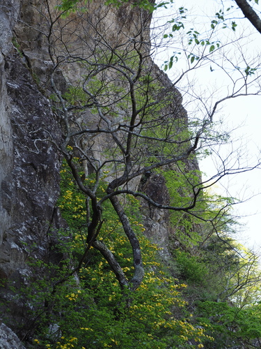 Berchemiella berchemiifolia iNat (3)