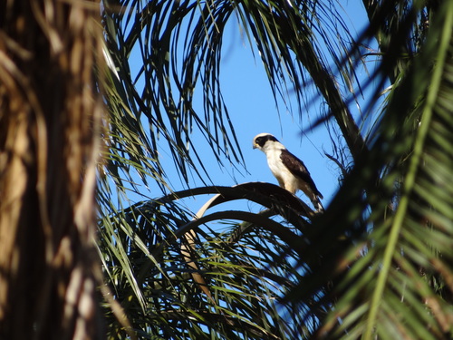 Laughing Falcon