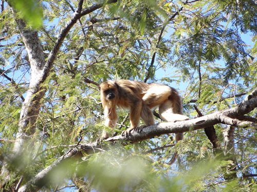 Black-and-gold Howler Monkey