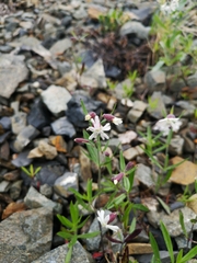 Silene repens