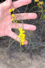 Acacia merinthophora, photograph Peter Crowcroft, CC BY, iNaturalist via GBIF