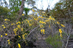 Acacia merinthophora, photograph Peter Crowcroft, CC BY, iNaturalist via GBIF