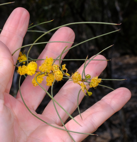 Acacia merinthophora
