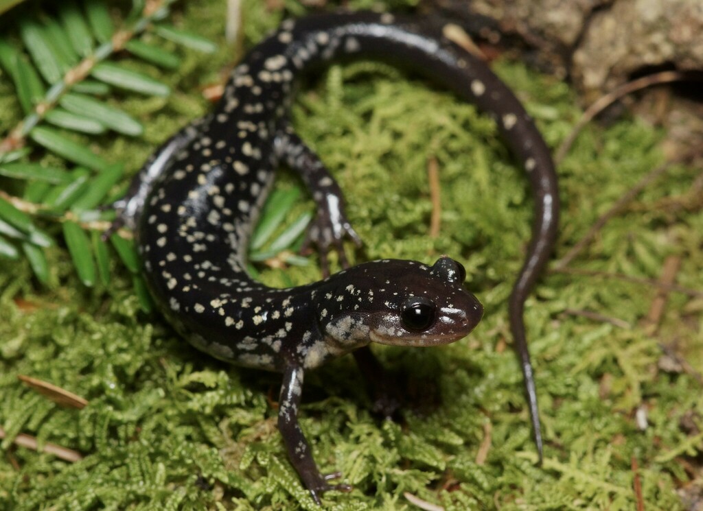 Tellico Salamander