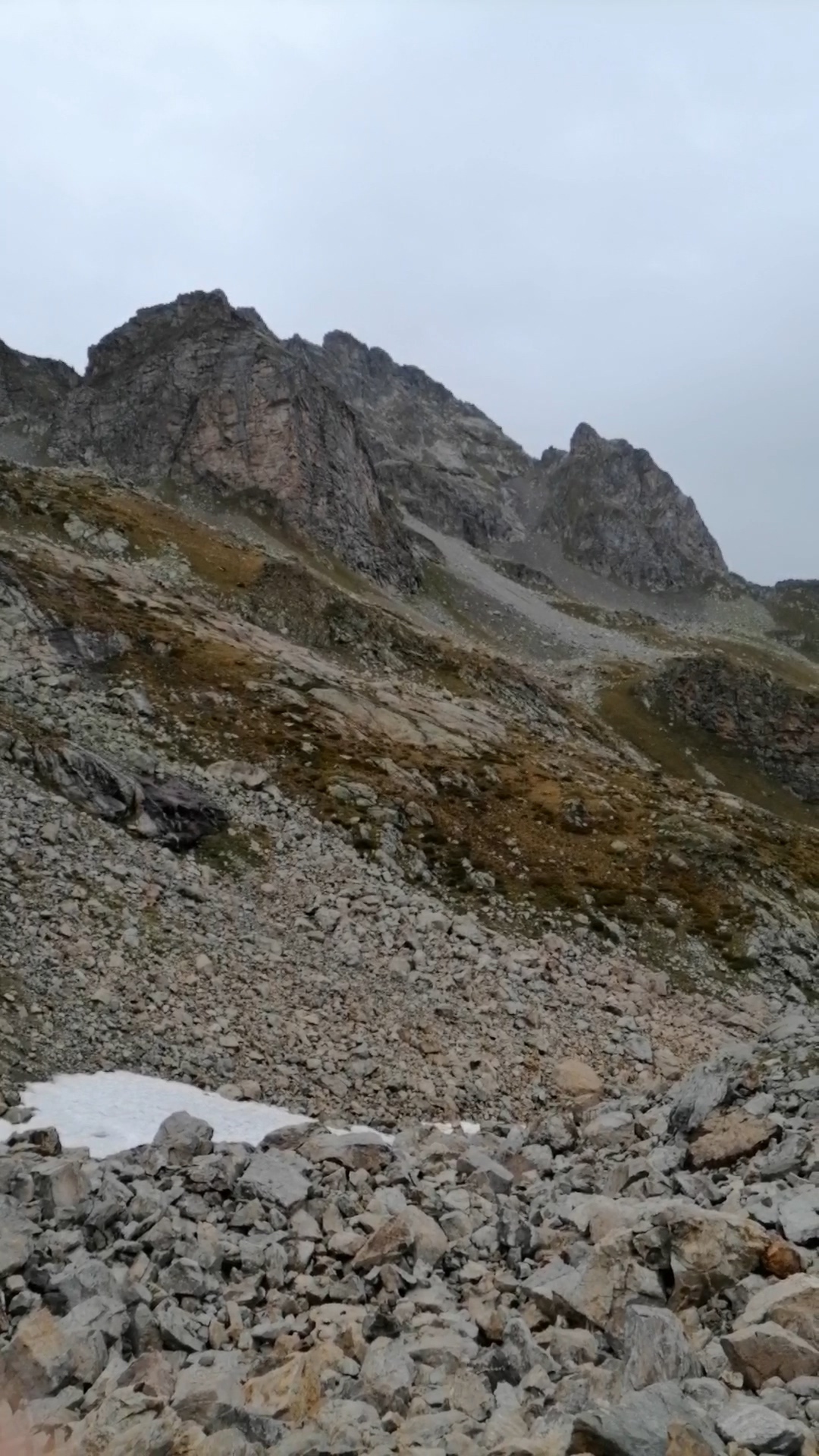 Caucasian Snowcock (Tetraogallus caucasicus), photo 2