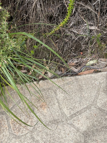 Highlands Copperhead sighting