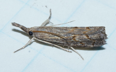 Neodactria luteolellus