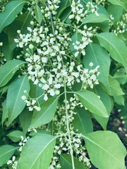 Euonymus hamiltonianus