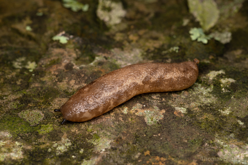 Ozark mantleslug