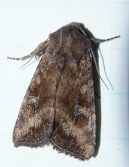 Loscopia velata