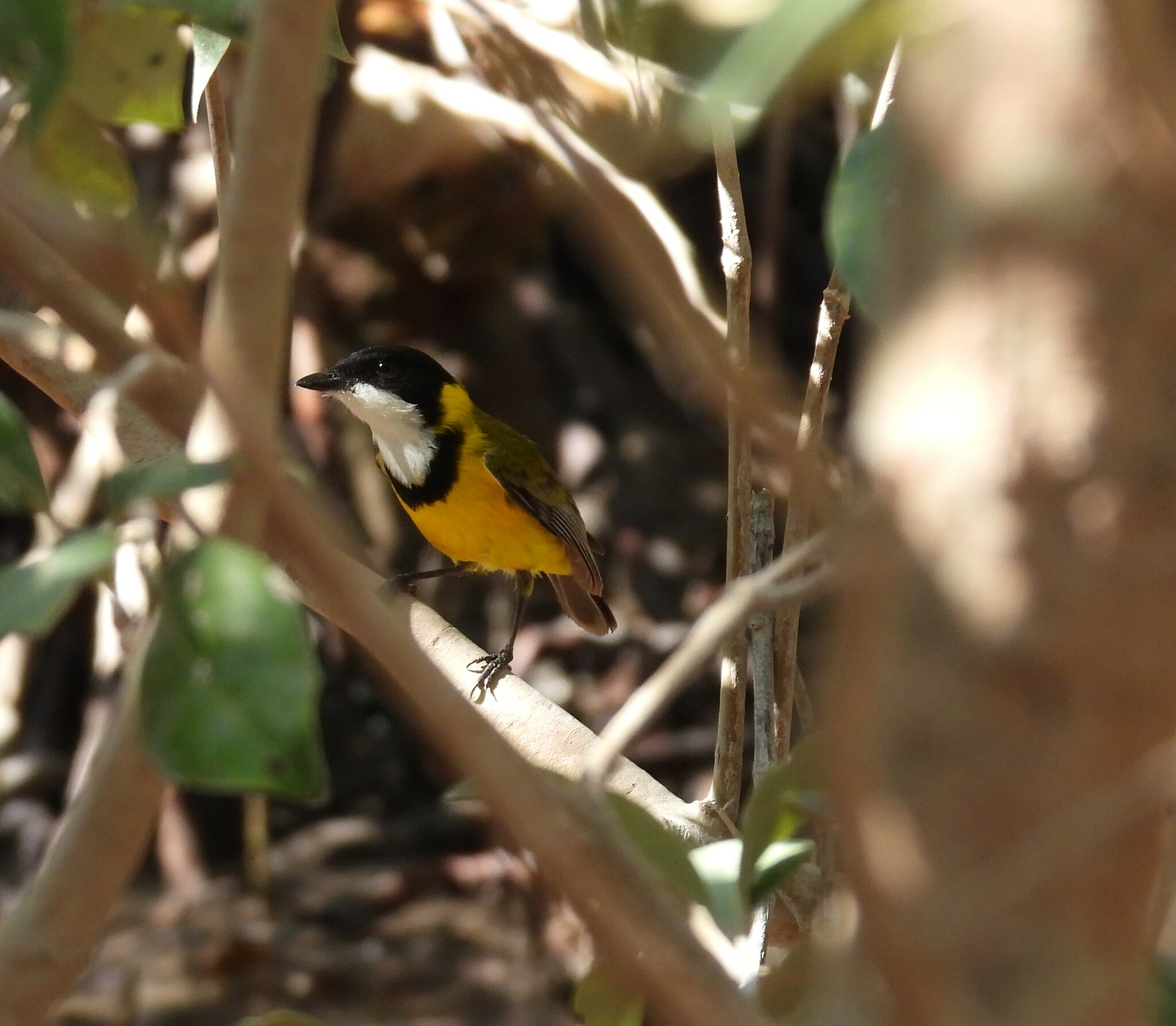Mangrove Golden Whistler (Pachycephala melanura), photo 3