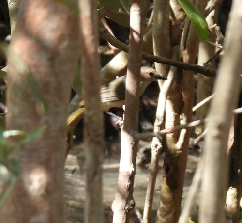Mangrove Golden Whistler (Pachycephala melanura), photo 4