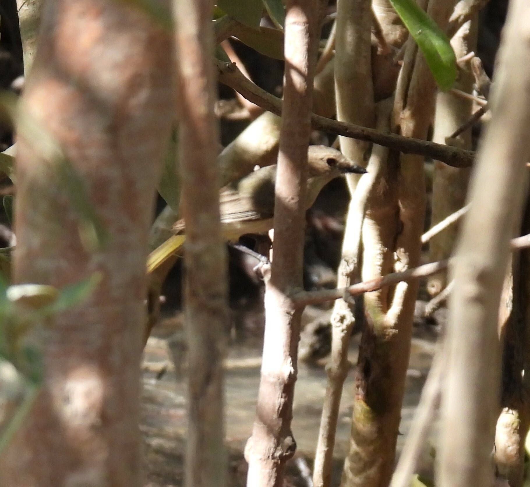 Mangrove Golden Whistler (Pachycephala melanura), photo 4