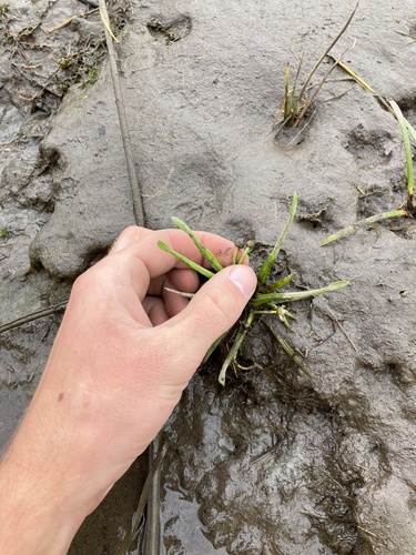 Image of Sagittaria spongiosa by no rights reserved