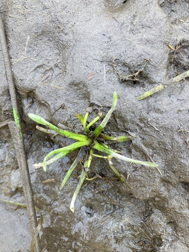 Image of Sagittaria spongiosa by no rights reserved