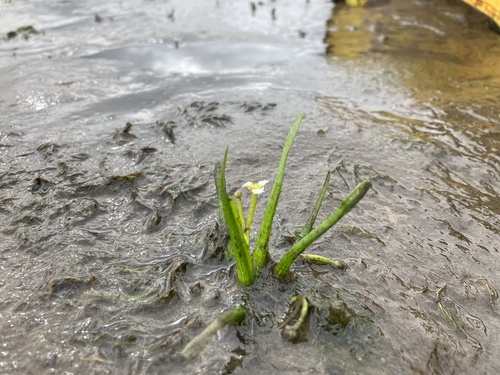 Image of Sagittaria spongiosa by no rights reserved
