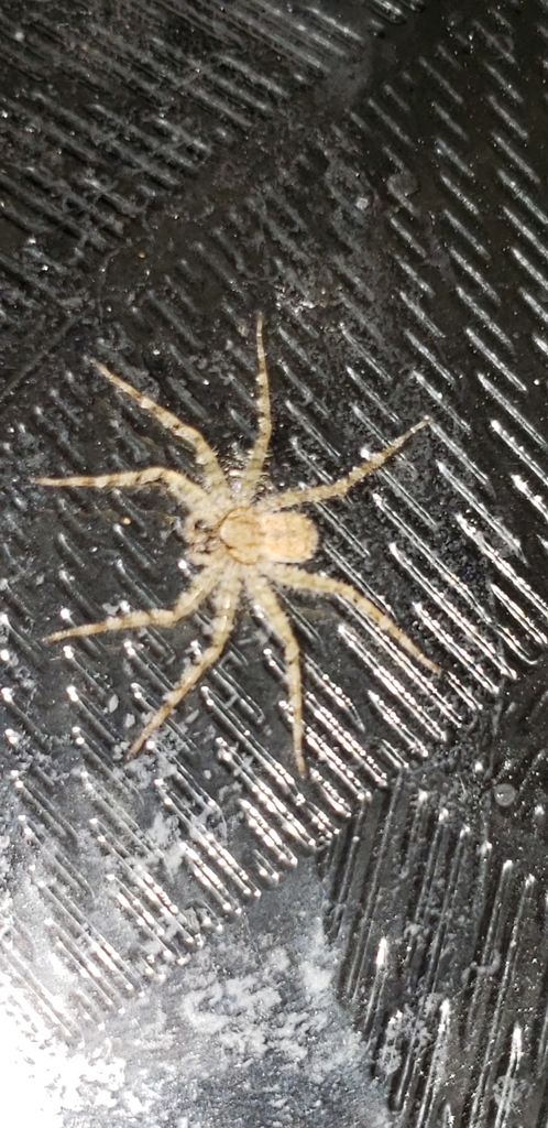 Selenops lindborgi