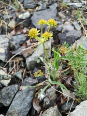 Bupleurum americanum