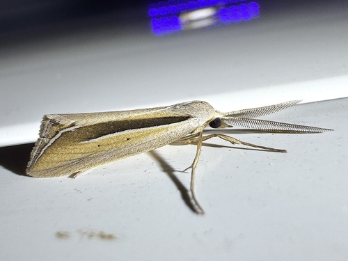 Dull Doryodes Moth photo 3
