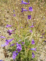 Penstemon heterophyllus