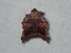 Clydonopteron sacculana