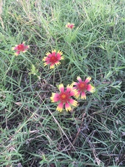 Gaillardia pulchella
