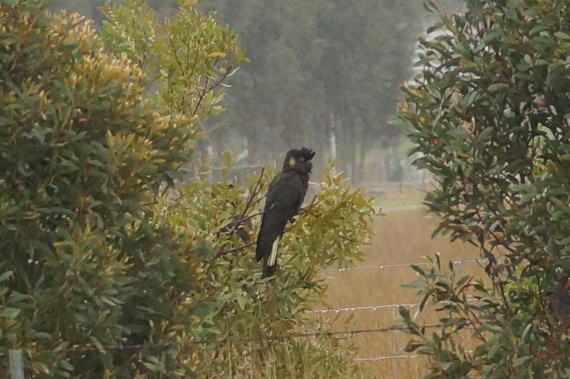 Yellow-tailed Black-Cockatoo illustration
