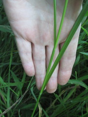 Carex cristatella