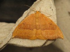 Watsonalla cultraria