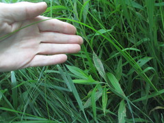 Carex cristatella