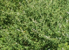 Malacothamnus fasciculatus