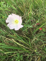 Oenothera speciosa
