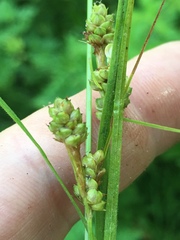 Carex hirsutella