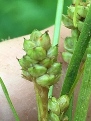 Carex hirsutella