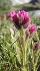 Castilleja lemmonii
