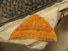 Watsonalla cultraria