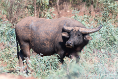 Water Buffalo photo 5