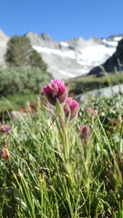 Castilleja lemmonii