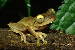 Rhacophorus margaritifer