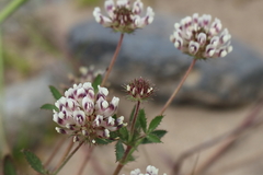 Trifolium obtusiflorum