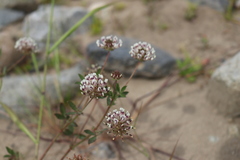 Trifolium obtusiflorum