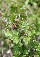 Rhus aromatica serotina