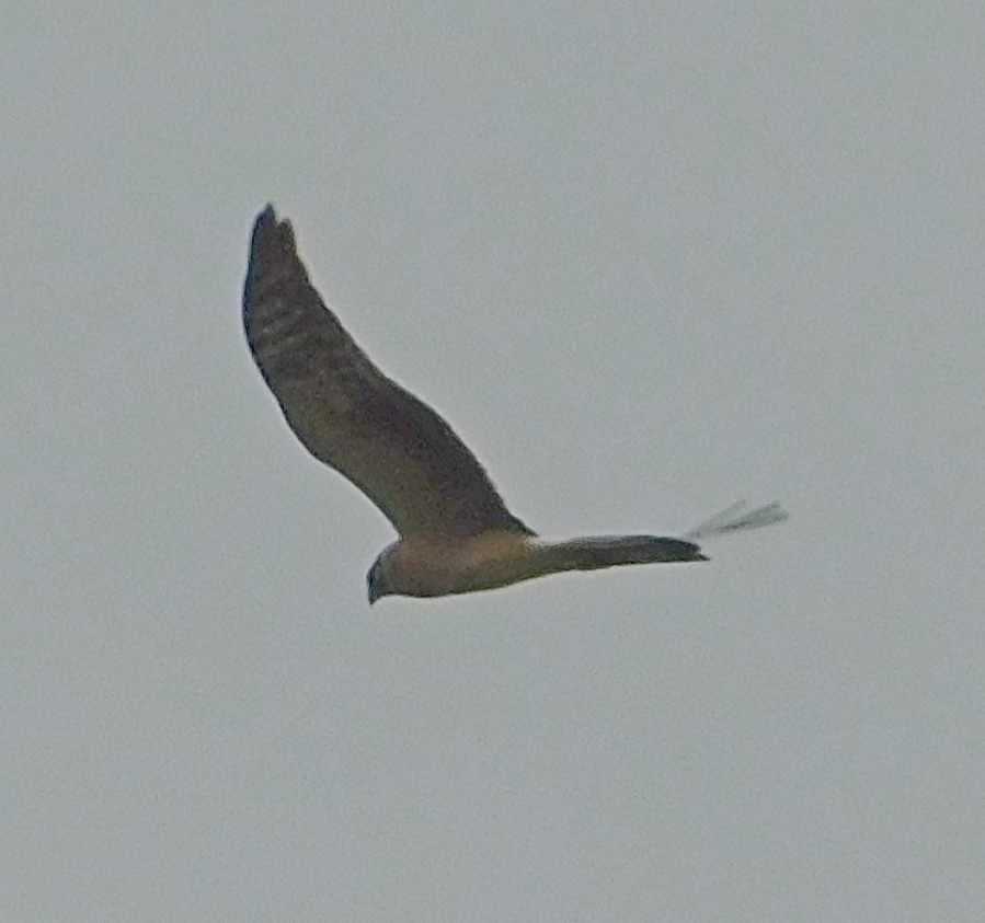 Pallid Harrier