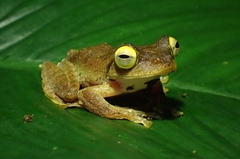 Rhacophorus margaritifer