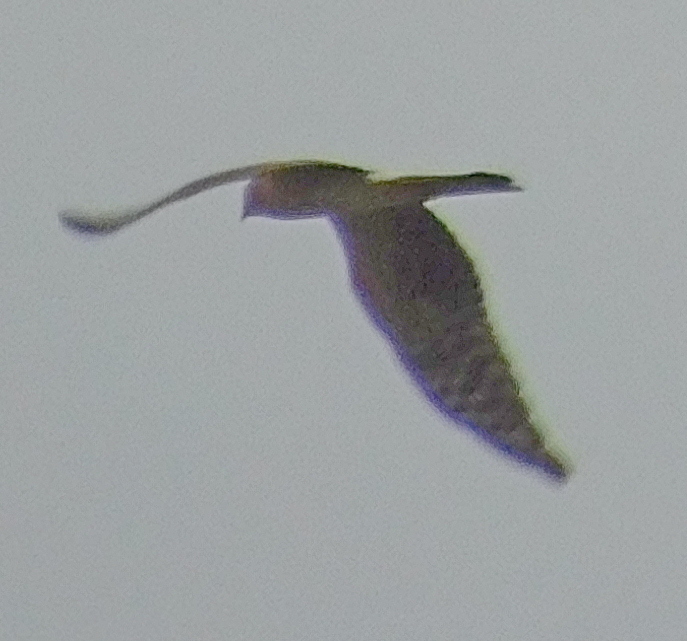 Pallid Harrier