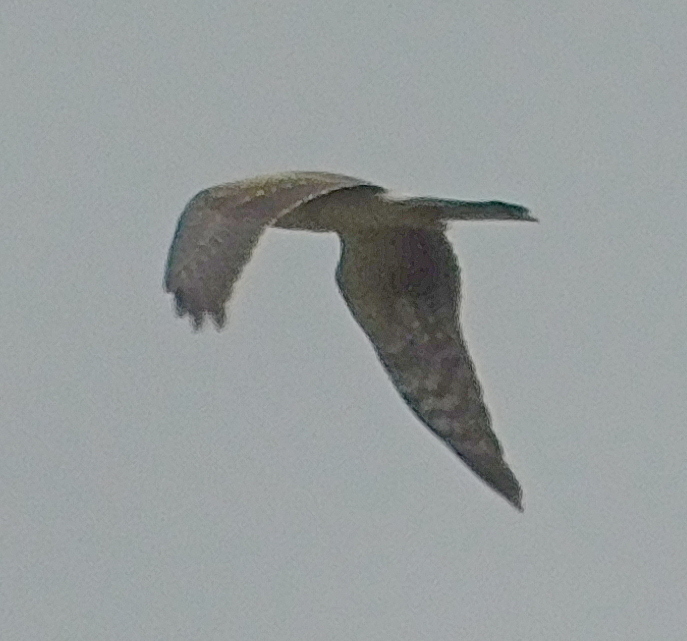 Pallid Harrier