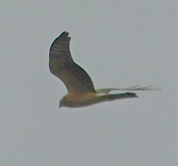 Pallid Harrier